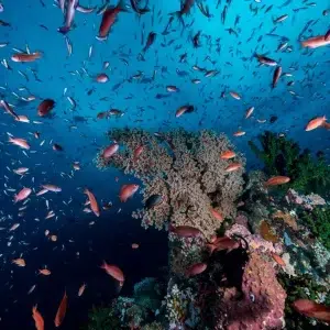 Stunning Verde reef shot, Solitude Acacia Anilao