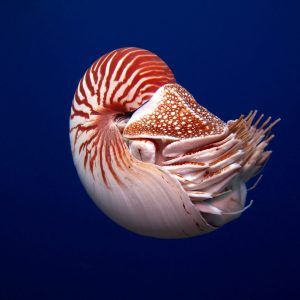 Nautilus shell | Cocos Island | Costa Rica