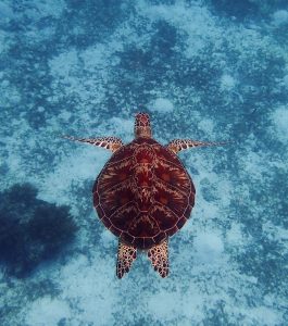 Dive Bohol | Balicasag Island Turtle | Infinite Blue Dive Travel