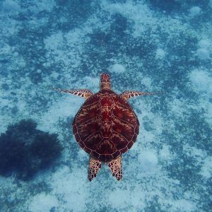 Turtle at Balicasag Island | Infinite Blue Dive Travel