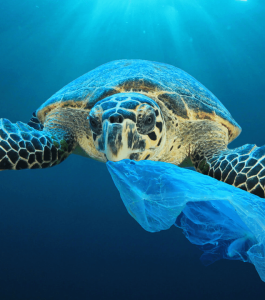 Turtle eating plastic bag | Saving our coral reefs
