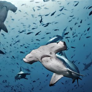 Hammerhead shark | Cocos Island