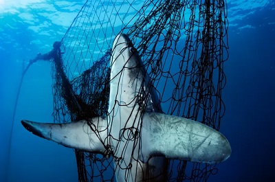 Why I gave up fish for the ocean | Gillnets