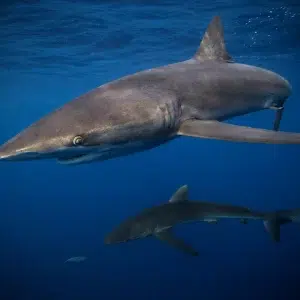 Solmar V Socorro sharks | Liveaboard adventures | Infinite Blue Dive Travel