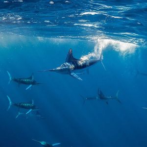 Striped Marlin | Magdelena Bay | Infinite Blue Dive Travel