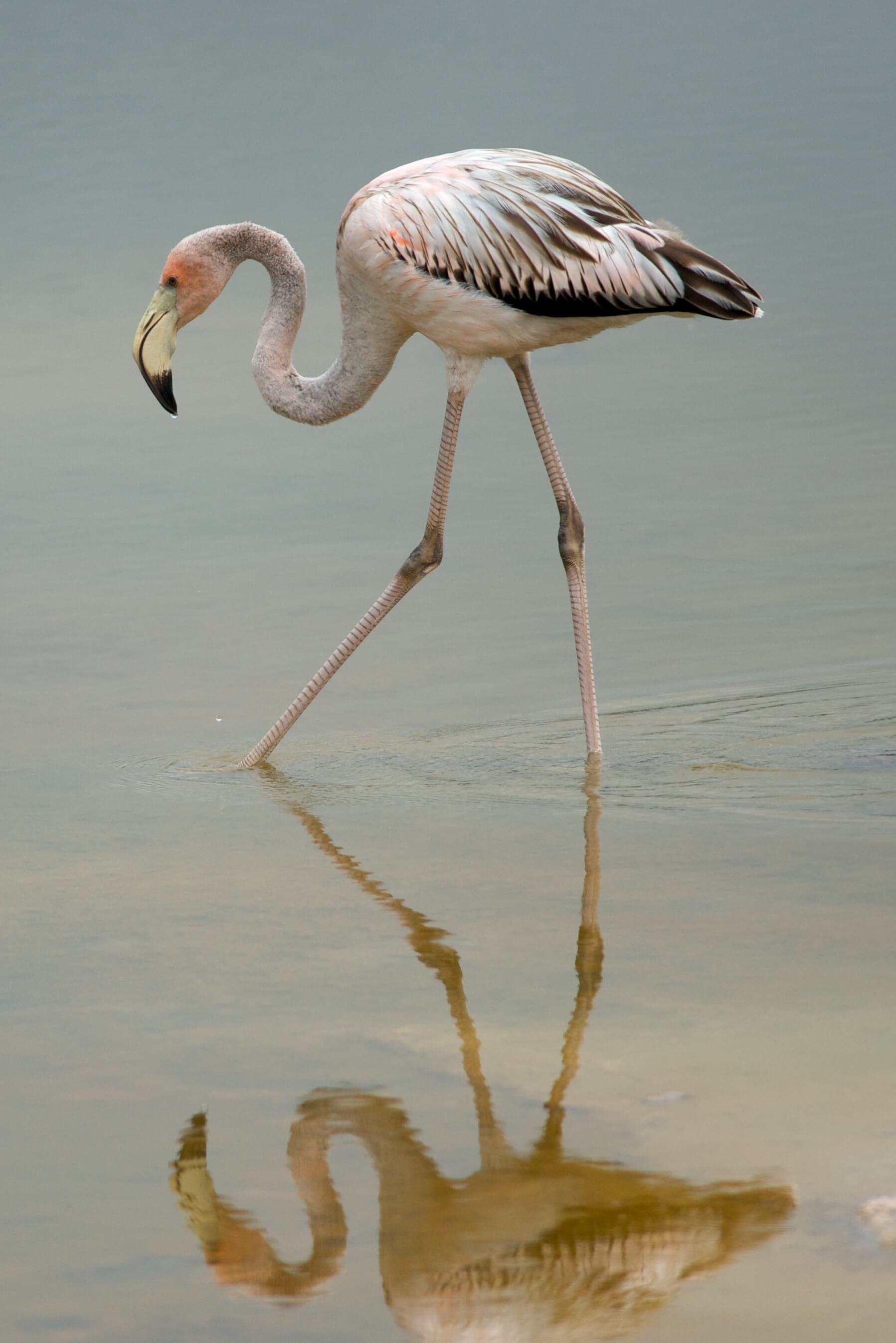 Flamingo | Galapagos