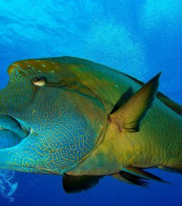 Dive Palau | Napolean Wrasse | Infinite Blue Dive Travel