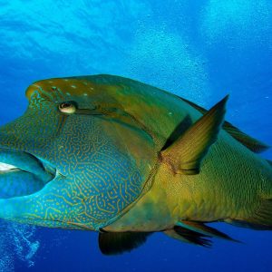 Dive Palau | Napolean Wrasse | Infinite Blue Dive Travel