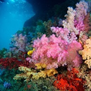 Palau coral reef | Infinite Blue Dive Travel
