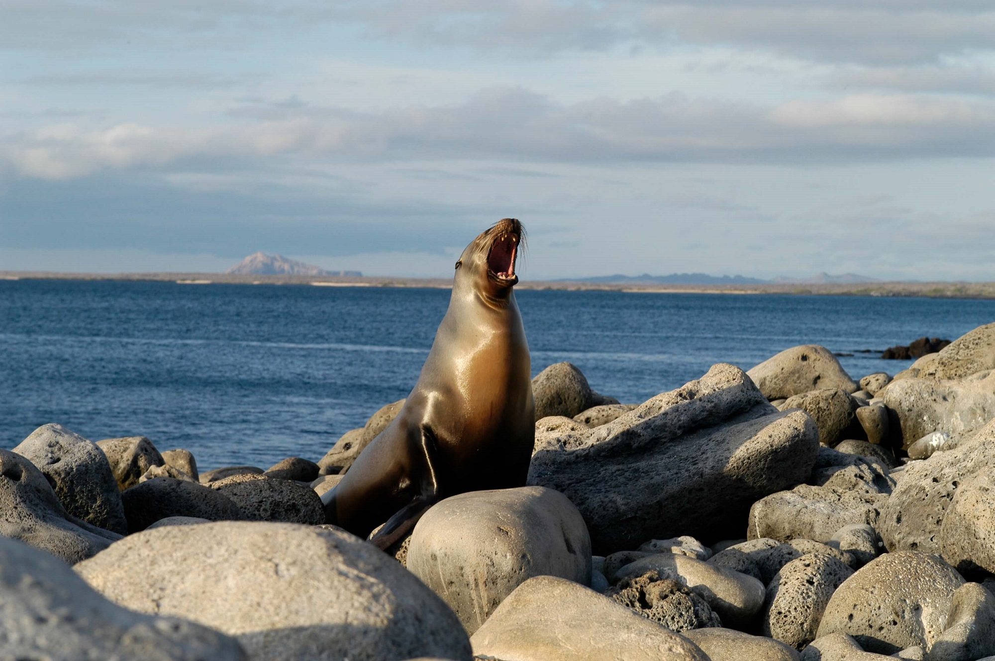 Sea Lion | Galapagos