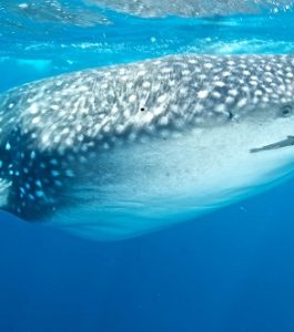 Whale shark Galapagos | Infinite Blue Dive Travel