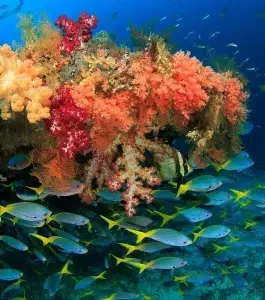 Raja Ampat coral reef with schooling fish | Infinite Blue Dive Travel