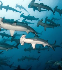 Schooling Hammerheads | Galapagos | Infinite Blue Dive Travel