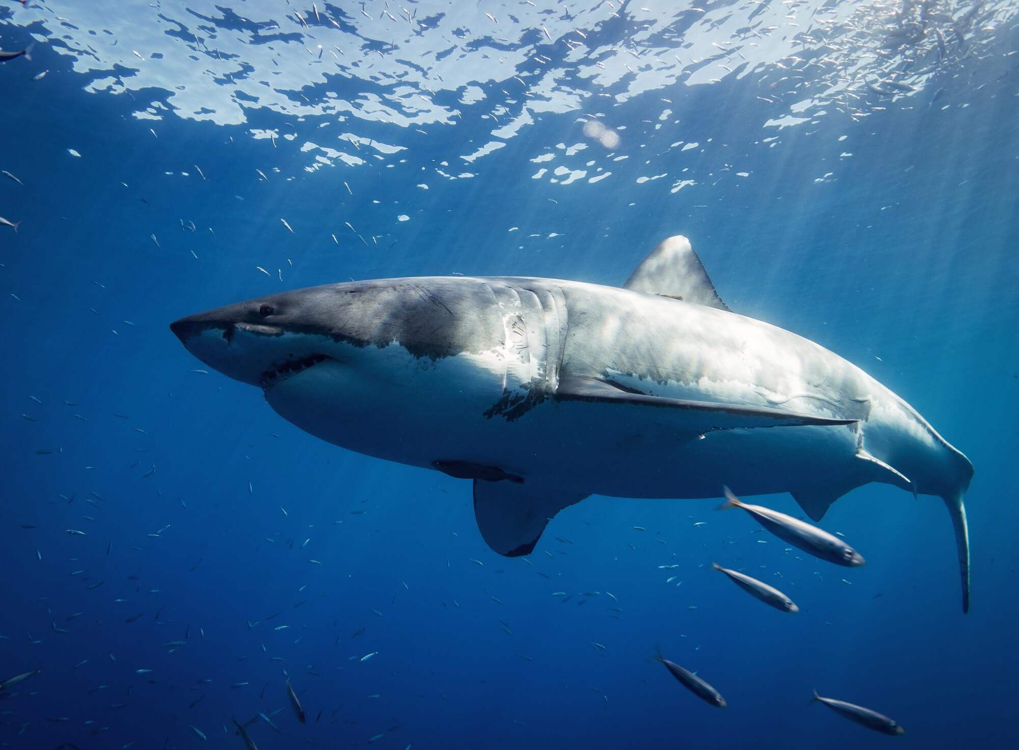 Great White Shark cage diving ban