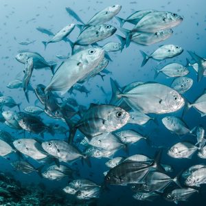 Dive Coiba National Park | Jack fish | Infinite Blue Dive Travel