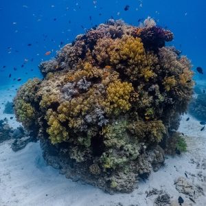 Coral bommie Balicasag, Infinite Blue Dive Travel