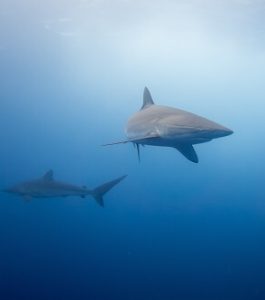 Silky Shark | Coiba National Park