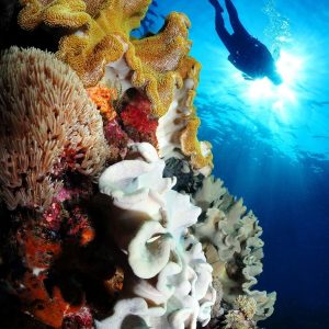 Diver and coral | Indonesia | Infinite Blue Dive Travel