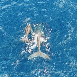 Humpback Whales | Socorro | Solmar V