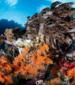 Indonesia soft coral | Diving Indonesia | Infinite Blue Dive Travel