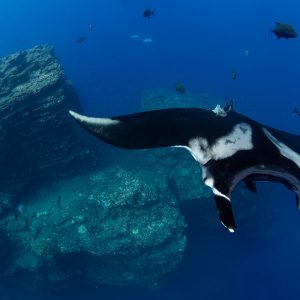 Giant Manta | Boiler, Socorro | Solmar V