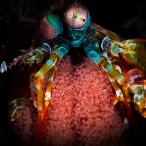 Mantis Shrimp Lembeh | Infinite Blue Dive Travel