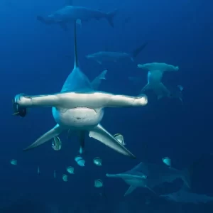 Hammerhead shark Cocos Island | Sea Hunter | Infinite Blue Dive Travel