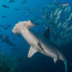 Hammerhead shark | Cocos Island | Infinite Blue Dive Travel