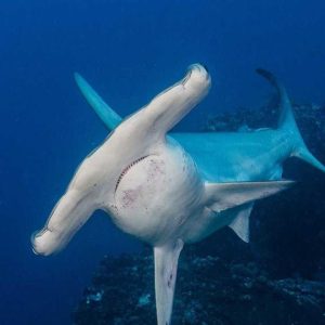 Okeanos Aggressor ii hammerhead shark | Infinite Blue Dive Travel
