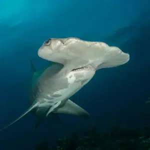 Best places to dive with hammerhead sharks | Infinite Blue Dive Travel